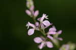 Racemed milkwort